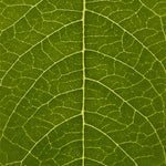 Close-up of a green leaf with detailed vein structure
