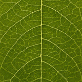 Close-up of a green leaf with detailed vein structure