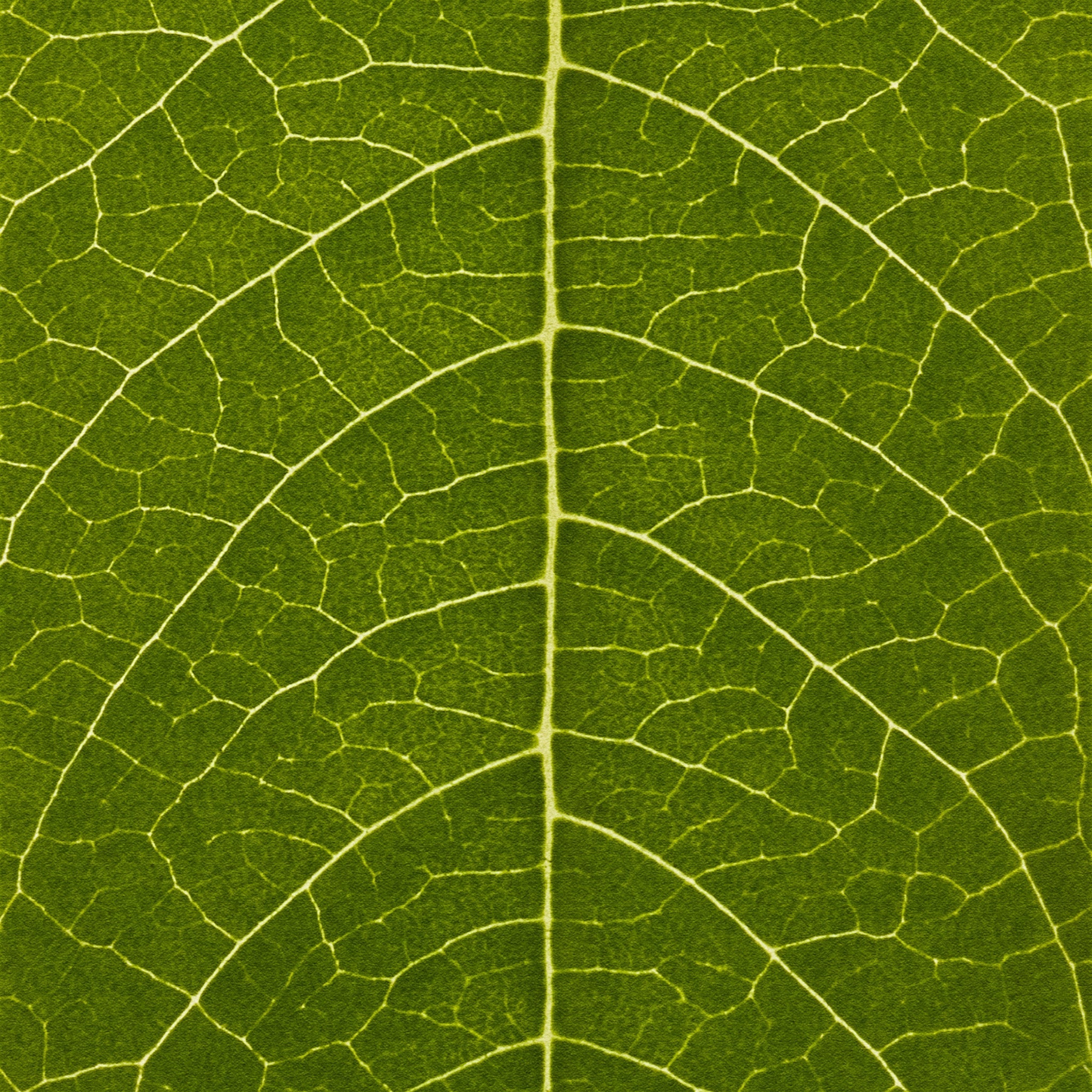 Close-up of a green leaf with detailed vein structure