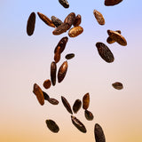 Tender Tonka Bean The Body Shop