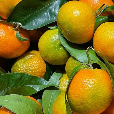 Extract de Satsuma